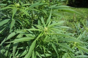 Cannabis sativa