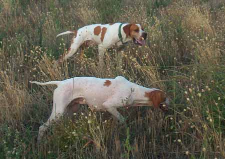 HA RIAPERTO LA ZONA ADDESTRAMENTO CANI “SASSO BIANCO” HA RIAPERTO LA ZONA ADDESTRAMENTO CANI “SASSO BIANCO”