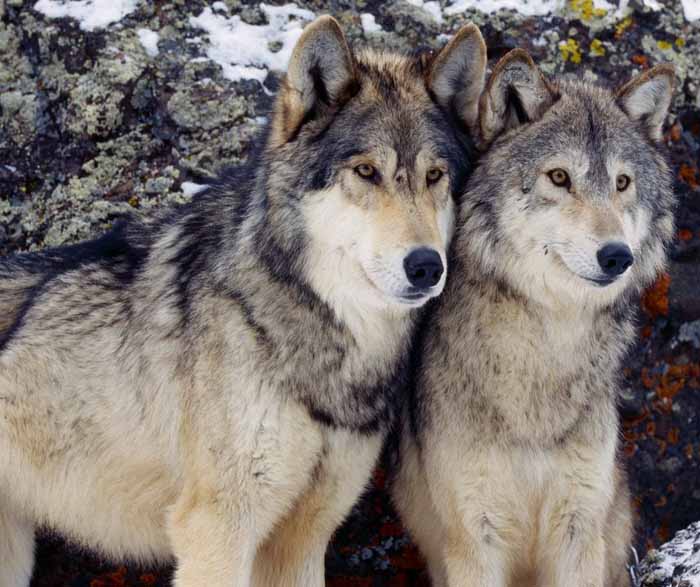CONVEGNO SUL MONITORAGGIO DELLA FAUNA CONVEGNO SUL MONITORAGGIO DELLA FAUNA