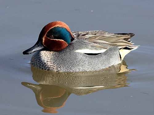 MONITORAGGIO DEI CHIROTTERI, DELL’AVIFAUNA NIDIFICANTE E SVERNANTE E DEL LUPO NEL TERRITORIO DI PISTOIA MONITORAGGIO DEI CHIROTTERI, DELL’AVIFAUNA NIDIFICANTE E SVERNANTE E DEL LUPO NEL TERRITORIO DI PISTOIA