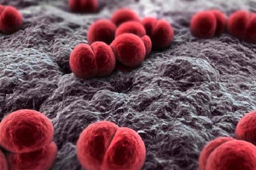 ALLARME MENINGITE A SCUOLA, 14 ENNE DI MONTALE RICOVERATO AL MEYER ALLARME MENINGITE A SCUOLA, 14 ENNE DI MONTALE RICOVERATO AL MEYER