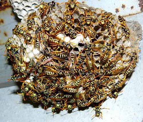 BETTI SU INVASIONI DI VESPE E TAFANI