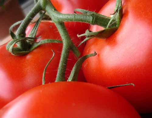 punctum dolens. LA MONTAGNA E I POMODORI ROSSI DI MANES TARGATI RENZI punctum dolens. LA MONTAGNA E I POMODORI ROSSI DI MANES TARGATI RENZI