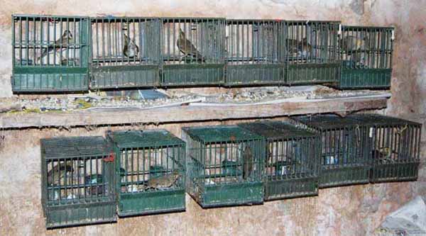 IN DIFESA DEGLI ANIMALI, DUE MANIFESTAZIONI A PISTOIA IN DIFESA DEGLI ANIMALI, DUE MANIFESTAZIONI A PISTOIA