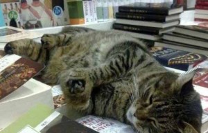 Pippo, il gatto bibliofilo dell’avvocata Cecconi