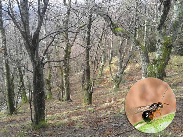 SALVIAMO I CASTAGNI DAL CINIPIDE SALVIAMO I CASTAGNI DAL CINIPIDE
