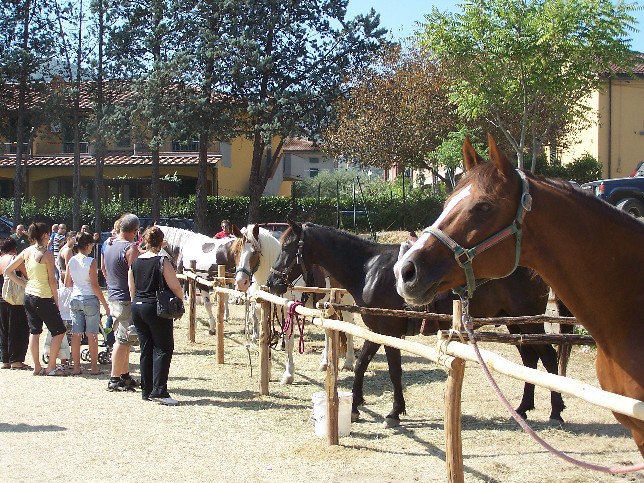 quarrata. 6MILA EURO PER LA “FIERA DEL BESTIAME” quarrata. 6MILA EURO PER LA “FIERA DEL BESTIAME”