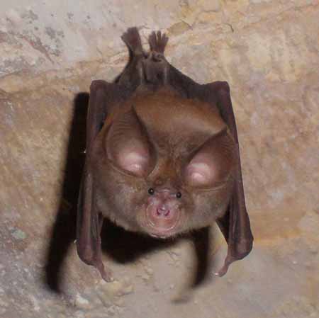 PADULE DI FUCECCHIO, ALLA SCOPERTA DEI PIPISTRELLI PADULE DI FUCECCHIO, ALLA SCOPERTA DEI PIPISTRELLI