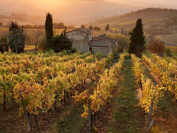 RICONVERSIONE DEI VIGNETI, OLTRE DICIOTTO MILIONI PER L’AGRICOLTURA RICONVERSIONE DEI VIGNETI, OLTRE DICIOTTO MILIONI PER L’AGRICOLTURA