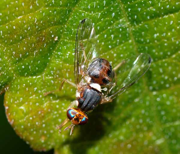 MOSCA OLEARIA, UNA RISOLUZIONE IN CONSIGLIO REGIONALE MOSCA OLEARIA, UNA RISOLUZIONE IN CONSIGLIO REGIONALE