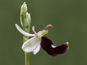 Ophrys Bertolonii