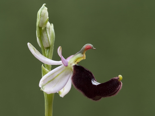 LE ORCHIDEE SELVATICHE DELLA VALDINIEVOLE LE ORCHIDEE SELVATICHE DELLA VALDINIEVOLE