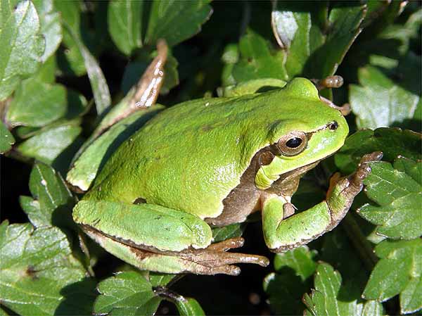 ANFIBI E RETTILI AL PADULE ANFIBI E RETTILI AL PADULE