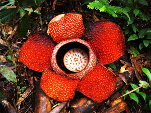 Fiore di Rafflesia keithi [foto Nicola Messina]