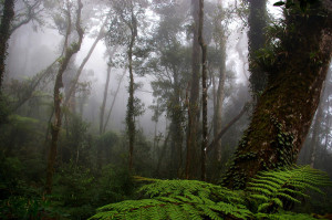 Foresta del Borneo [foto Nicola Messina]