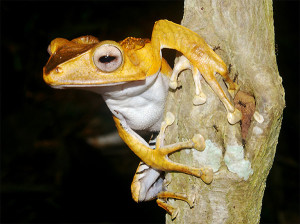 Raganella Polypedates otilophus [foto Nicola Messina]