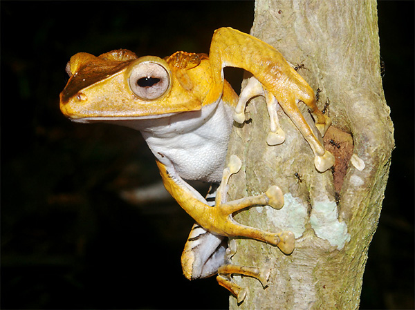 BORNEO, ULTIME FORESTE BORNEO, ULTIME FORESTE