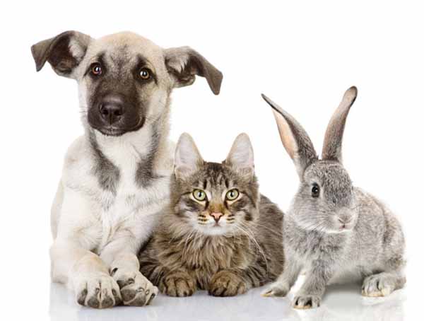 ANIMALI IN OSPEDALE: LINEE-GUIDA PER VISITE AI PAZIENTI ANIMALI IN OSPEDALE: LINEE-GUIDA PER VISITE AI PAZIENTI