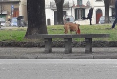 cani & sicurezza. «NON AVEVA MAI MORSO NESSUNO…»