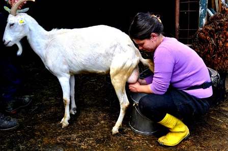 quarrata. IL BUON FORMAGGIO NASCE DAL… MAIS quarrata. IL BUON FORMAGGIO NASCE DAL… MAIS