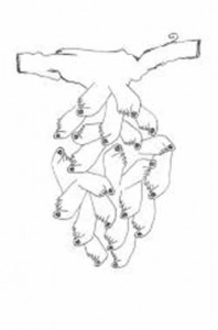 “Grappoli” di Francesca Sarteanesi