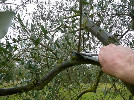 montemurlo. “OLEUM NOSTRUM”, POTATURA E INNESTO