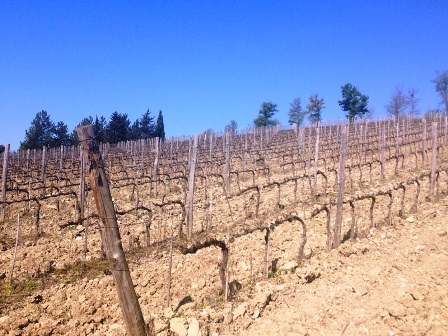 allarme freddo. IN TOSCANA DANNI AI VIGNETI PER 80 MILIONI DI EURO allarme freddo. IN TOSCANA DANNI AI VIGNETI PER 80 MILIONI DI EURO