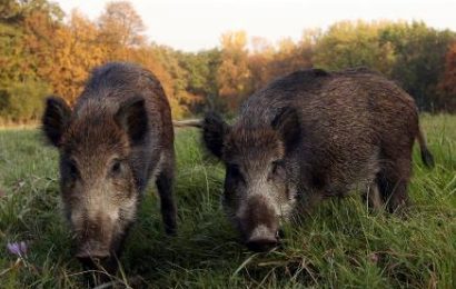 ungulati. ARRIVANO GLI ULTRASUONI IN DIFESA DELLE COLTIVAZIONI ungulati. ARRIVANO GLI ULTRASUONI IN DIFESA DELLE COLTIVAZIONI