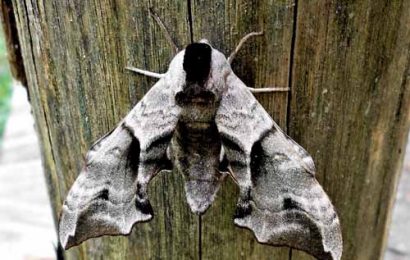 DAL CENTRO DI RICERCA DEL PADULE UNO STUDIO SULLE FARFALLE NOTTURNE DELLA VALDINIEVOLE DAL CENTRO DI RICERCA DEL PADULE UNO STUDIO SULLE FARFALLE NOTTURNE DELLA VALDINIEVOLE