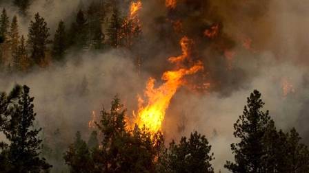 INCENDI BOSCHIVI, DENUNCIATA UNA DONNA INCENDI BOSCHIVI, DENUNCIATA UNA DONNA