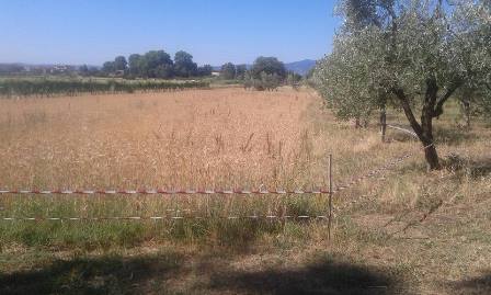montemurlo. LA FESTA DEL GRANO SI APRE CON LA MIETITURA CON LA FALCE A MANO