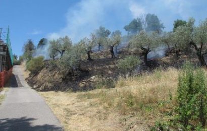 montemurlo. A FUOCO UN’OLIVETA IN VIA DI FRECCIONI montemurlo. A FUOCO UN’OLIVETA IN VIA DI FRECCIONI