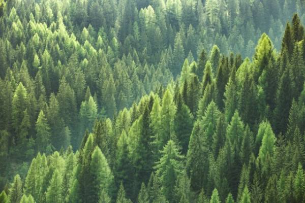 gavinana. UN PONTE FRA NATURA E SPIRITUALITÀ gavinana. UN PONTE FRA NATURA E SPIRITUALITÀ