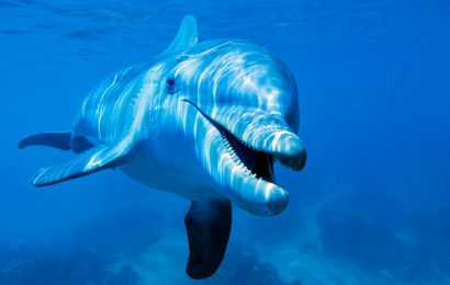 siccità & delfini. “MENO PESCE E DANNI ALLE RETI, A RISCHIO NUMEROSE ATTIVITÀ” siccità & delfini. “MENO PESCE E DANNI ALLE RETI, A RISCHIO NUMEROSE ATTIVITÀ”