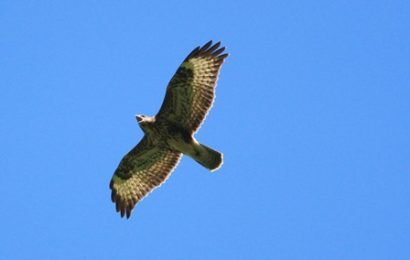 natura in festa. LA LIBERAZIONE DI UCCELLI RAPACI NELLA RISERVA NATURALE natura in festa. LA LIBERAZIONE DI UCCELLI RAPACI NELLA RISERVA NATURALE