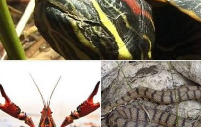 ecomuseo. LUPI, VIPERE E BIODIVERSITÀ ecomuseo. LUPI, VIPERE E BIODIVERSITÀ