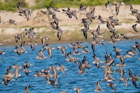 padule fucecchio. GLOBAL SHOREBIRD COUNTING APERTO A TUTTI I VOLONTARI padule fucecchio. GLOBAL SHOREBIRD COUNTING APERTO A TUTTI I VOLONTARI