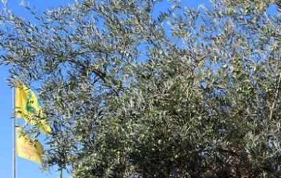 pistoia. POCHI FRUTTI SUGLI ULIVI, MA SI TEMEVA PEGGIO pistoia. POCHI FRUTTI SUGLI ULIVI, MA SI TEMEVA PEGGIO