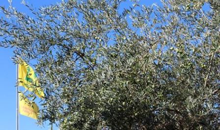pistoia. POCHI FRUTTI SUGLI ULIVI, MA SI TEMEVA PEGGIO pistoia. POCHI FRUTTI SUGLI ULIVI, MA SI TEMEVA PEGGIO