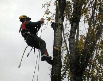 ALBERI INSTABILI E MALATI: SI INTERVIENE IN VIALE ADUA E VIA MATTEOTTI