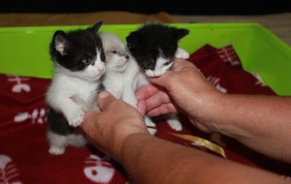 emergenza gatti. A PISTOIA IL PRIMO CORSO PER DIVENTARE BALIA