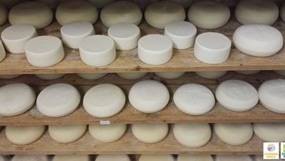 latte. PIÙ TUTELE AI FORMAGGI TIPICI PISTOIESI latte. PIÙ TUTELE AI FORMAGGI TIPICI PISTOIESI
