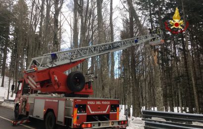 ALBERO PERICOLANTE A LE REGINE, INTERVENTO DEI VIGILI DEL FUOCO ALBERO PERICOLANTE A LE REGINE, INTERVENTO DEI VIGILI DEL FUOCO