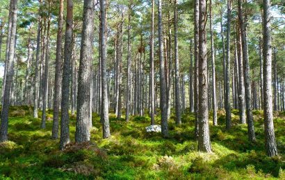 ALBERI RUBATI, L’APPELLO DI FEDAGRIPESCA TOSCANA AI CITTADINI: “DENUNCIATE” ALBERI RUBATI, L’APPELLO DI FEDAGRIPESCA TOSCANA AI CITTADINI: “DENUNCIATE”