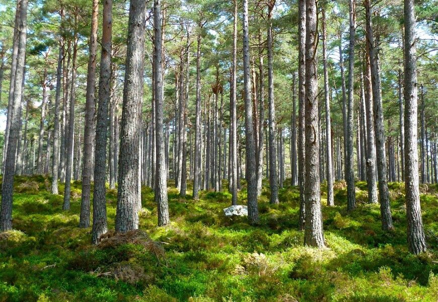 ALBERI RUBATI, L’APPELLO DI FEDAGRIPESCA TOSCANA AI CITTADINI: “DENUNCIATE” ALBERI RUBATI, L’APPELLO DI FEDAGRIPESCA TOSCANA AI CITTADINI: “DENUNCIATE”