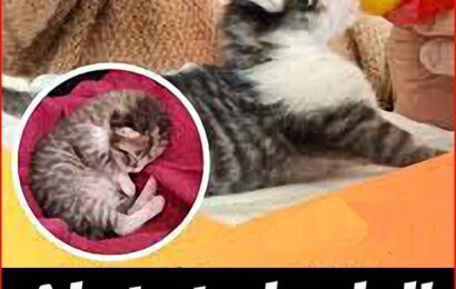 gattile PISTOIA. MICI SEMPRE PIÙ IN DIFFICOLTÀ gattile PISTOIA. MICI SEMPRE PIÙ IN DIFFICOLTÀ