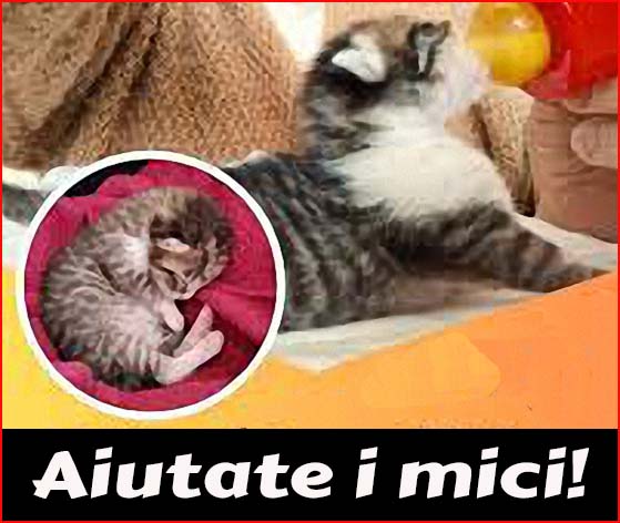gattile PISTOIA. MICI SEMPRE PIÙ IN DIFFICOLTÀ