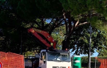 poggio a caiano. PARTE L’ABBATTIMENTO DEI PINI A RISCHIO: 31 NUOVI ALBERI IN VIA SOTTOMBRONE poggio a caiano. PARTE L’ABBATTIMENTO DEI PINI A RISCHIO: 31 NUOVI ALBERI IN VIA SOTTOMBRONE