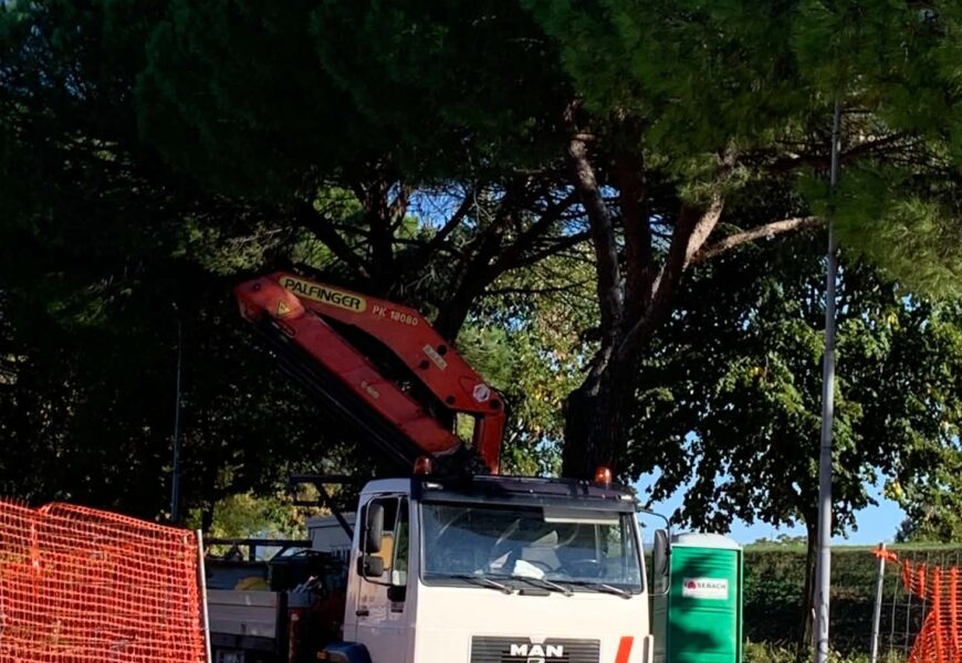 poggio a caiano. ABBATTIMENTO DEI PINI A RISCHIO: 31 NUOVI ALBERI IN VIA SOTTOMBRONE poggio a caiano. ABBATTIMENTO DEI PINI A RISCHIO: 31 NUOVI ALBERI IN VIA SOTTOMBRONE