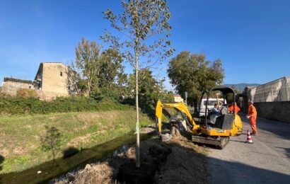 VIA DEI CAMPISANTI, IN CORSO LA MESSA A DIMORA DI NUOVI ALBERI PER RICOSTITUIRE IL FILARE LUNGO IL TORRENTE BRANA VIA DEI CAMPISANTI, IN CORSO LA MESSA A DIMORA DI NUOVI ALBERI PER RICOSTITUIRE IL FILARE LUNGO IL TORRENTE BRANA